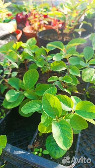 Гортензии и декоративные растения для сада