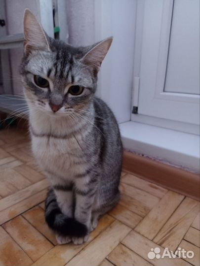 Кошка ласковая Люся