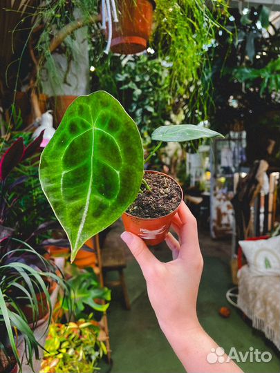 Антуриум форгети