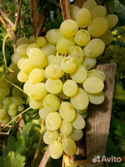 Саженцы винограда для Подмосковья