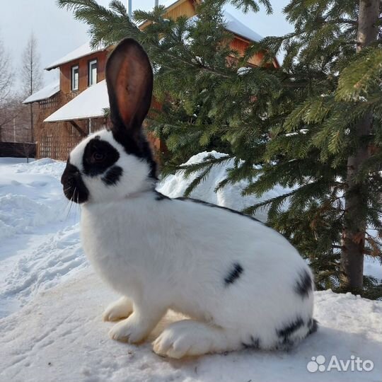 Новозеландский красный кролик