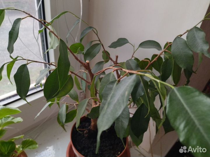 Комнатные цветы