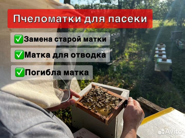 Пчеломатки бакфаст карника