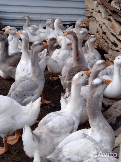 Гусиное мясо