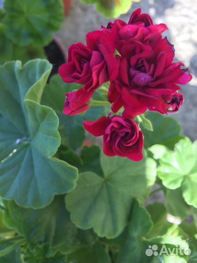 Герани разные :розабудная,королевская,махров