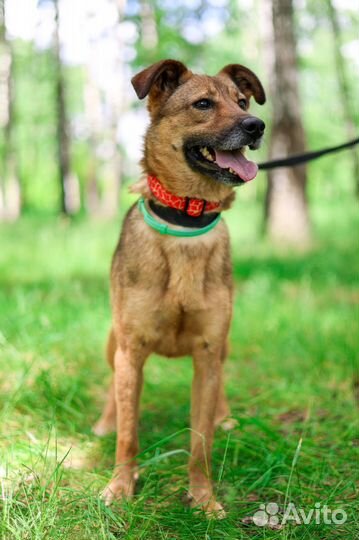 Небольшая ласковая собачка Юла в поисках дома