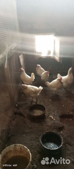 Куры молодки Петухи