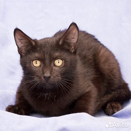 Кошка Фея покорит Ваше сердце