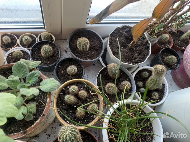 Комнатные цветы