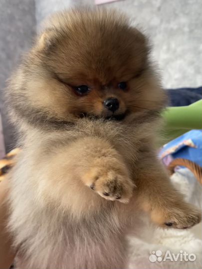 Померанский шпиц медвежьего типа