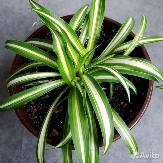 Хлорофитум