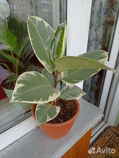 Фикус эластика тинеке