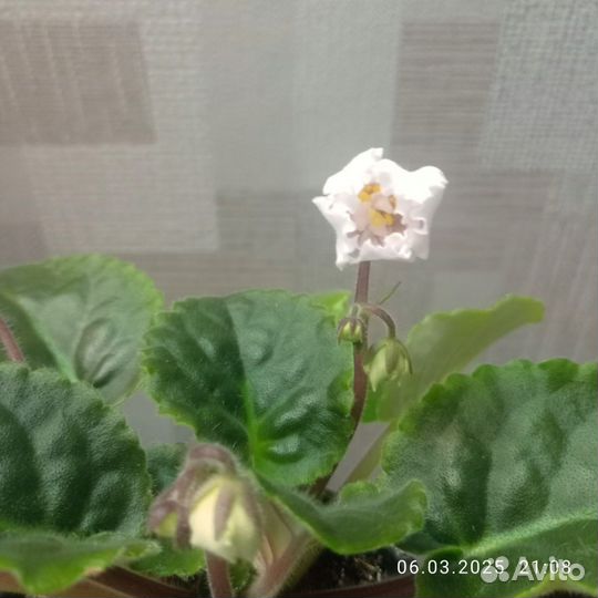 Комнатные цветы фиалки