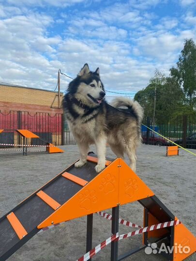 Сибирский хаски