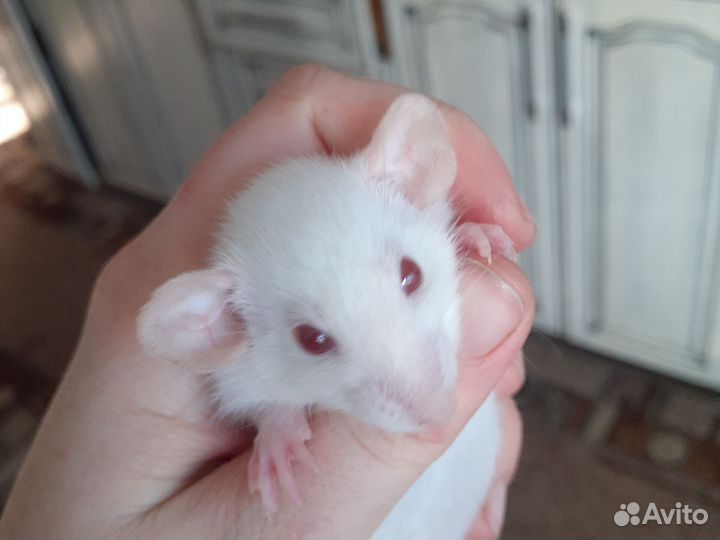 Крыса дамбо