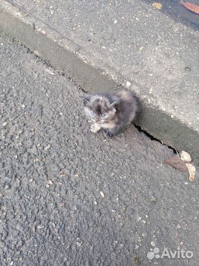 Котенок - девочка