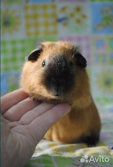 Морские свинки Калифорния