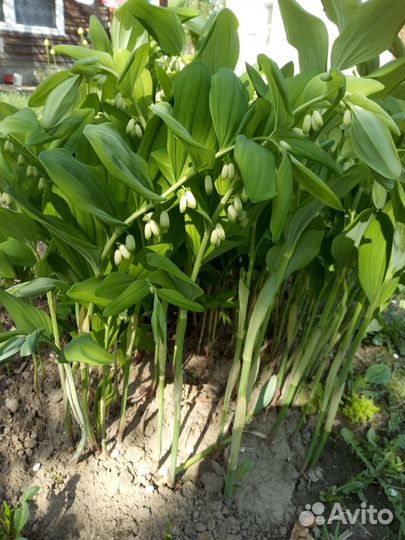 Купена(60см)