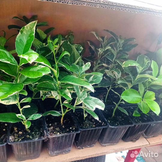 Лимон Пинк Эврика