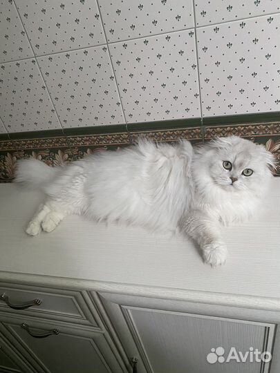 Шотландский кот