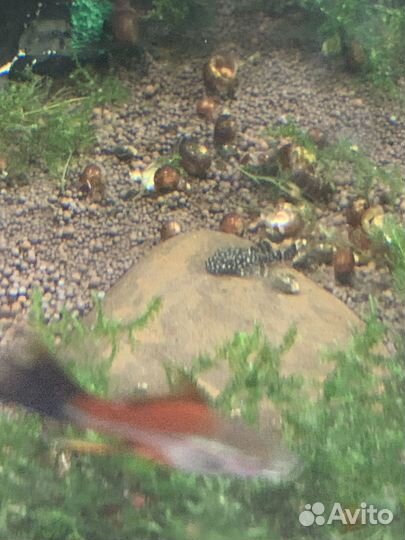 Рыбки аквариумы со всем содержимым