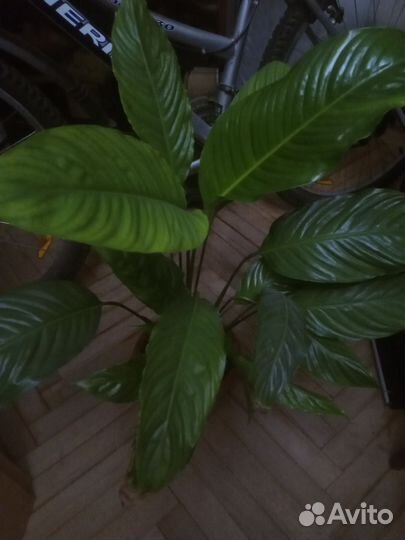 Спатифиллум 60см высота