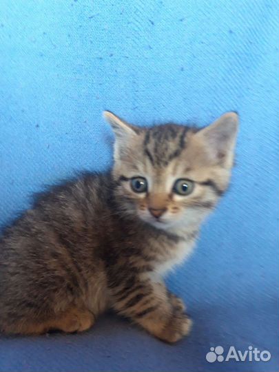 Милые котята в дар