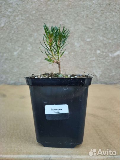 Сона горная Пумилио P9