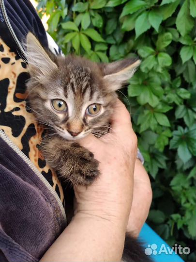 Котята девочки 2,5 месяца с доставкой