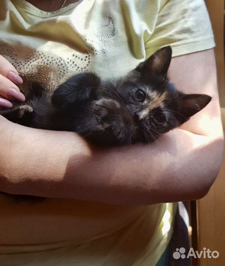 Ласковая кошечка