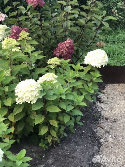 Гортензия метельчатая