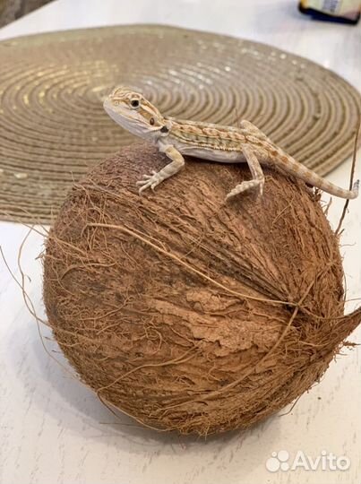 Бородатая агама