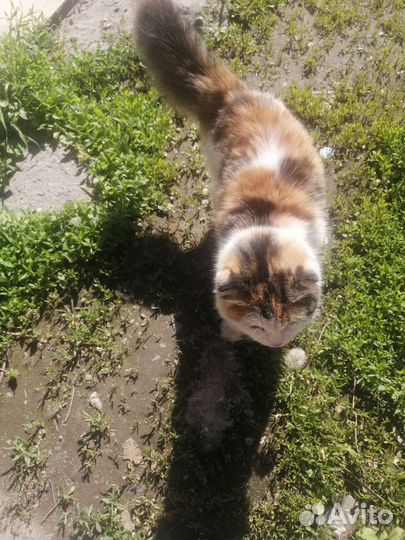 Потерялась кошка