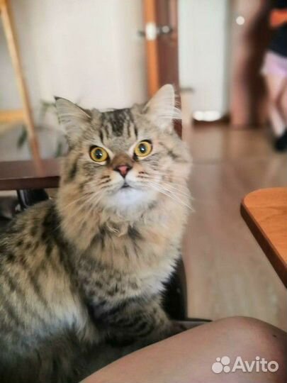 Вислоухие котята