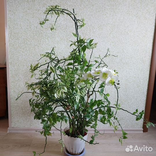 Педилантус