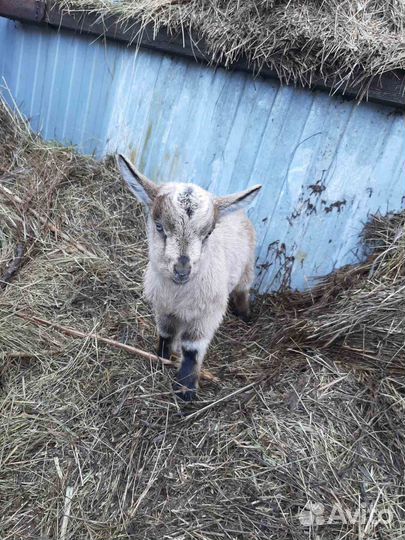 Козочки и козлики