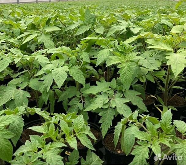 Рассада помидор