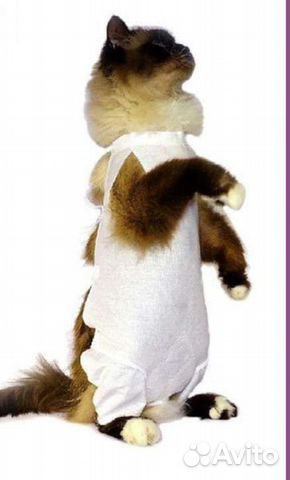 Послеоперационная попона