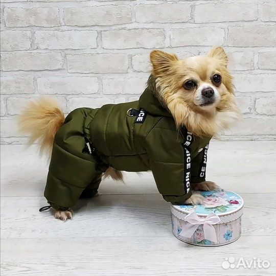 Одежда для маленьких собак