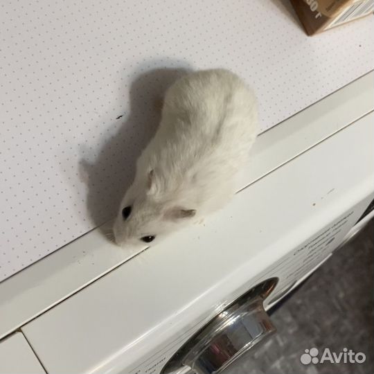 Джунгарские хомячки