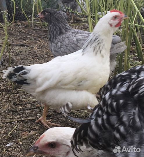 Цыплята Доминант