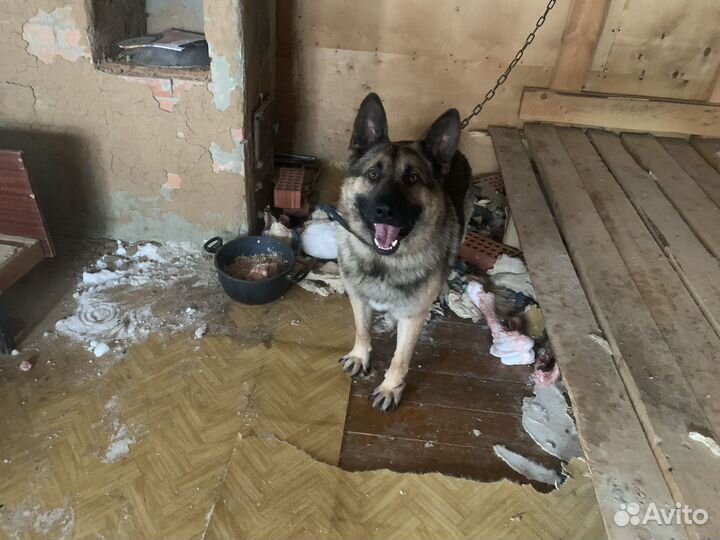 Австралийская овчарка в добрые руки