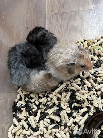 Сирийские хомяки
