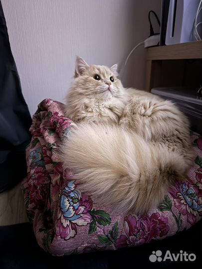 Шотландский кот вязка