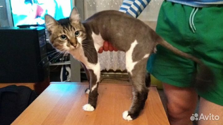 Стрижка собак, кошек, груминг, экспресс линька