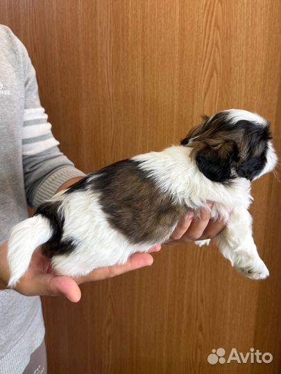 Щенок ши-тцу