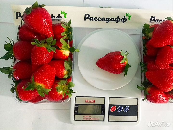 Рассада клубники. Оптом от 128 шт