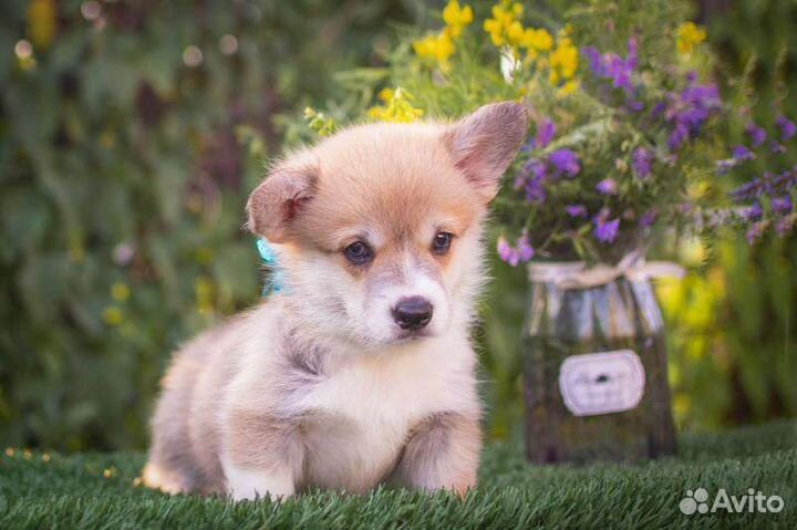 Вельш-корги пемброк