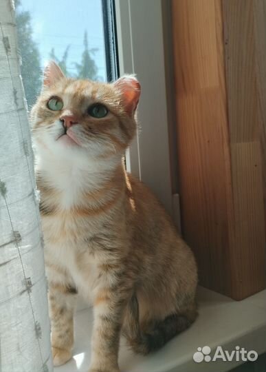 Кошечка в добрые руки