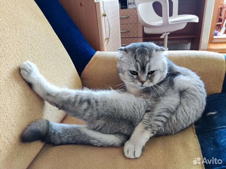 Шотландский кот вязка